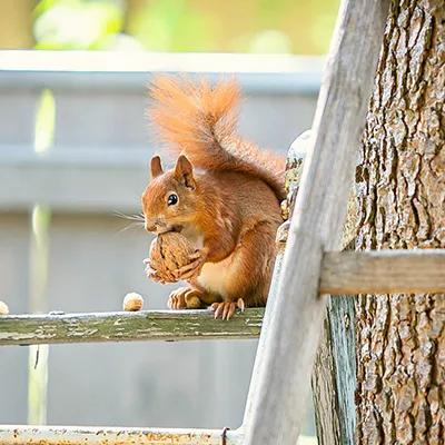 Corona-Garden-Special