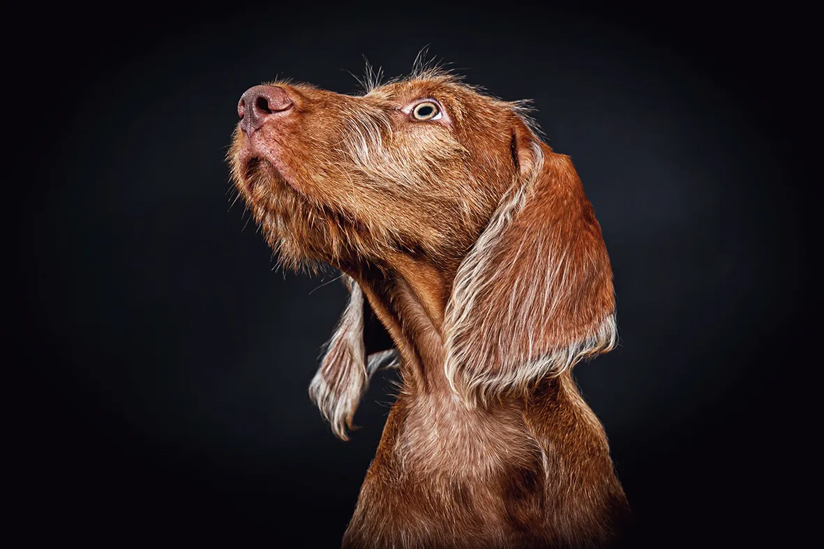 Hund vor schwarzem Hintergrund