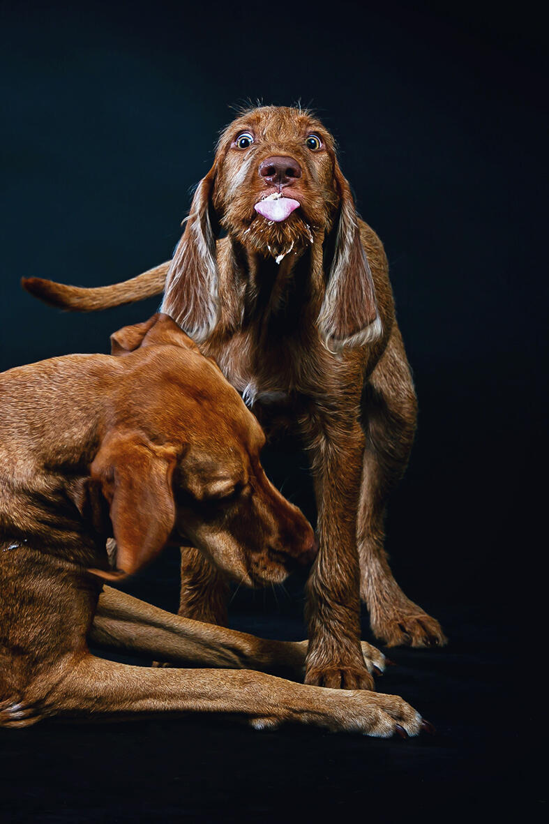Hundewelpe mit herausgestreckter Zunge vor schwarzem Hintergrund